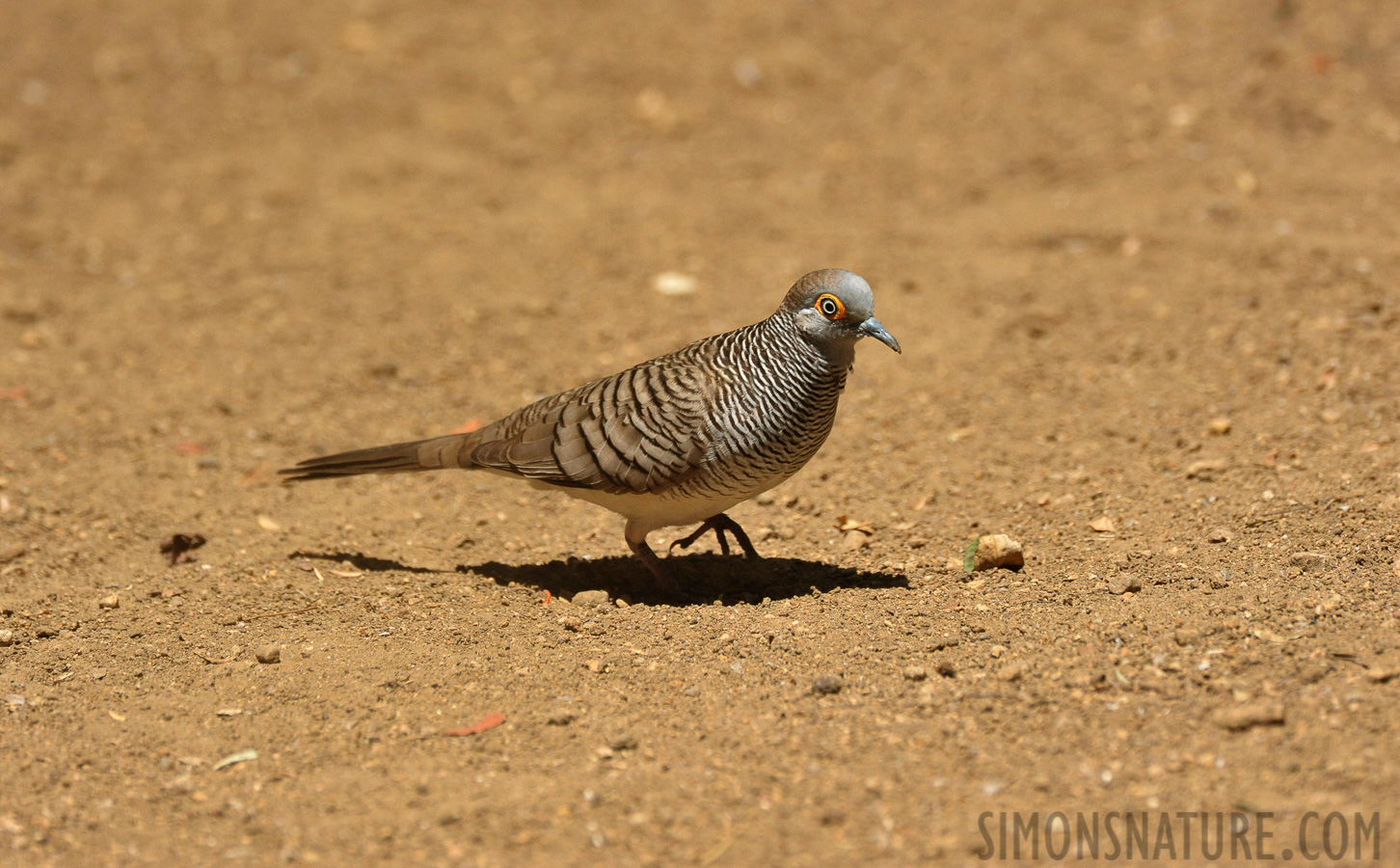 Geopelia maugeus [550 mm, 1/5000 sec at f / 8.0, ISO 3200]